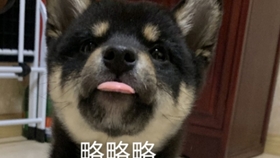 c5531bcab9b47af50f22f30ecf72f2f39d6ae9e6.jpg@280w_158h_1c_100q.jpg