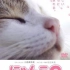 猫咪物语2 全集-转载