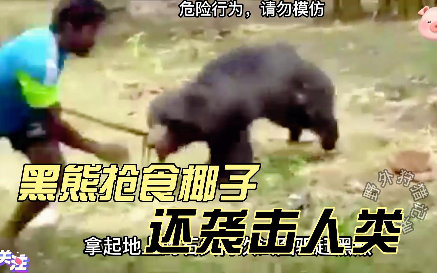 黑熊抢食椰子，还攻击人类，最终被乱棍打死