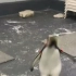 跳岩企鹅绊倒了