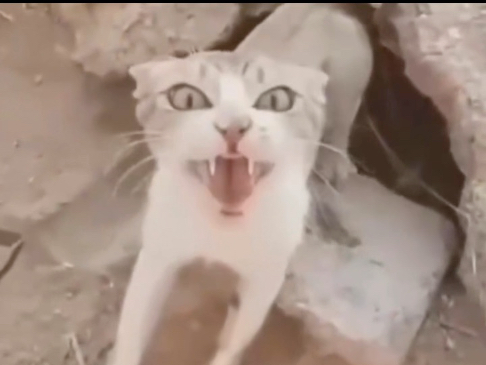 第2集：猫咪开启脊背龙形态