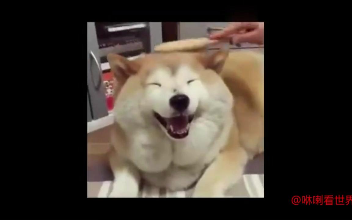柴犬这些笑容太献媚,怪不得是表情的担当
