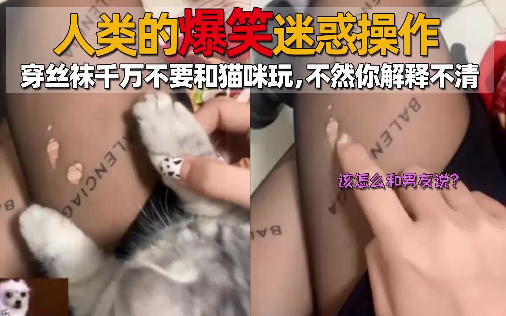 人类的爆笑迷惑操作,穿丝袜千万不要和猫咪玩,不然你解释不清哔哩哔哩bilibili