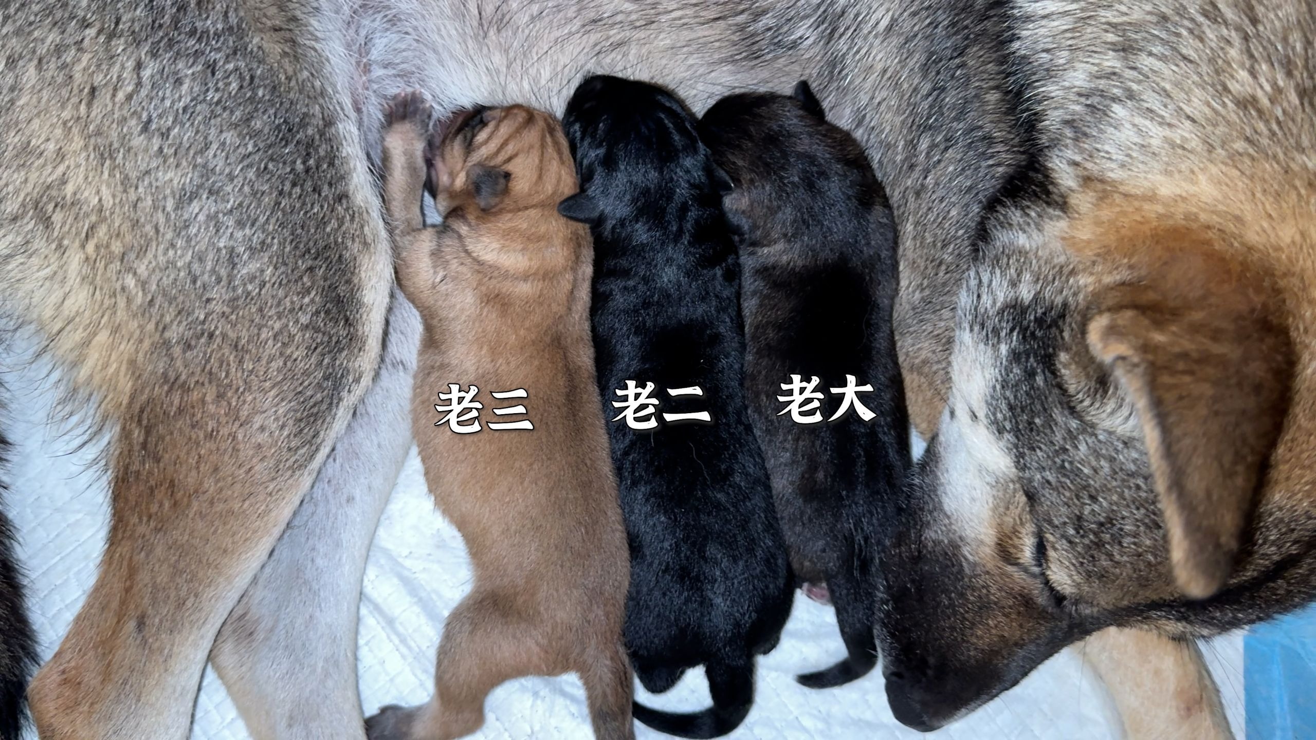 佚村夫