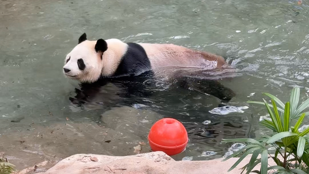 第一次看到大熊猫游泳，园舟的豪华大泳池太棒了！