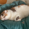 这跟养头猪有什么区别