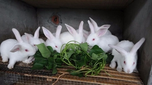 怎么养兔兔视频 c5a2ee7e74584dfc0d80a2a1001bd17eaff16e49.jpg@310w_174h_1c_100q.jpg