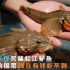 黄河发现珍稀松江鲈鱼，被乾隆钦定的“国菜”，现在有钱也吃不到