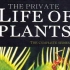 《植物私生活》-中文字幕-高清全集-The.Private.Life.of.Plants.1995.经典必看植物纪录片！