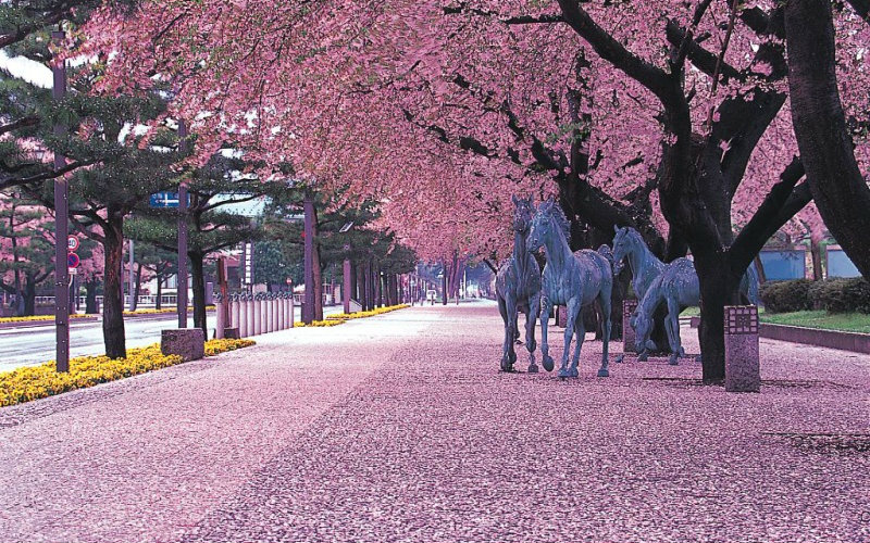 樱花樱花 想见你(钢琴谱)5