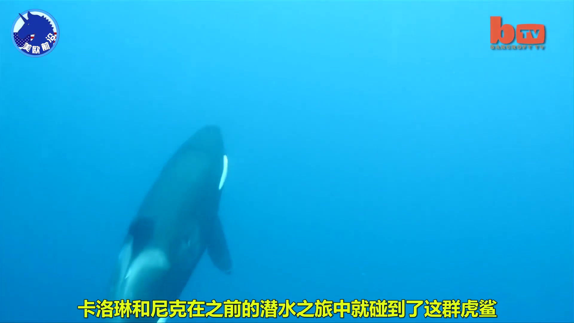 【震撼!】人类第一次拍到海中两大霸王掠食者,虎鲸和虎鲨大决斗!