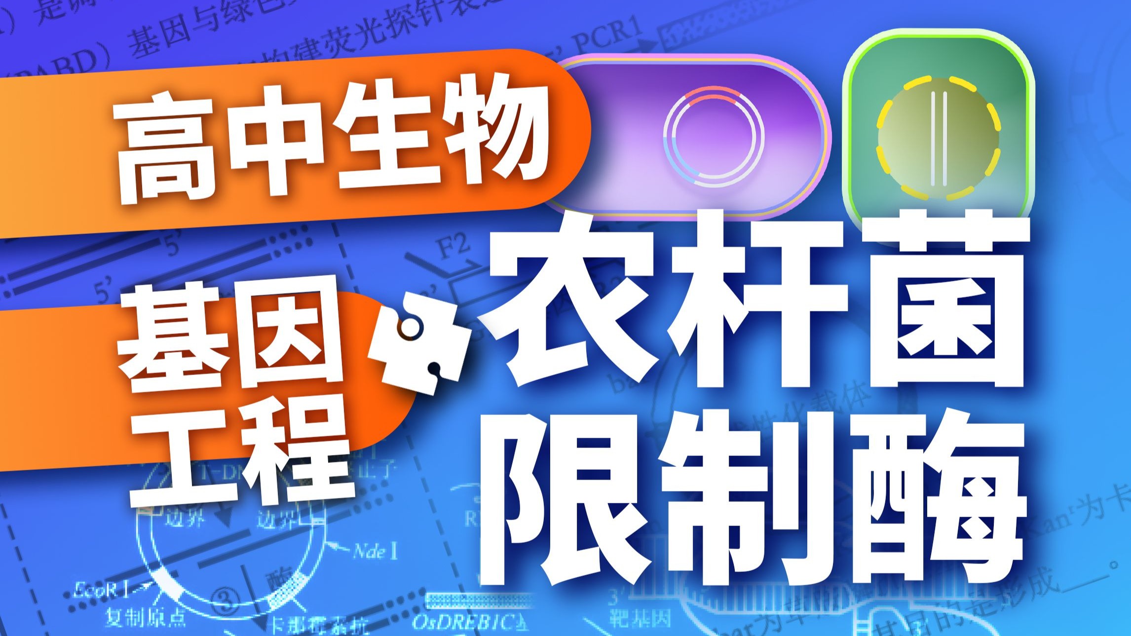 【高考生物基因工程】农杆菌T-DNA为背景的限制酶选择-选修三(生物技术)