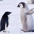 阿德利企鹅：被帝企鹅幼崽殴打，最惨“黑帮”成员