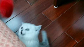 怎么看小猫是否快生了 c5e39bcfc72c021a0cc83d566198d9c4cc0a7f57.png@280w_158h_1c_100q.jpg