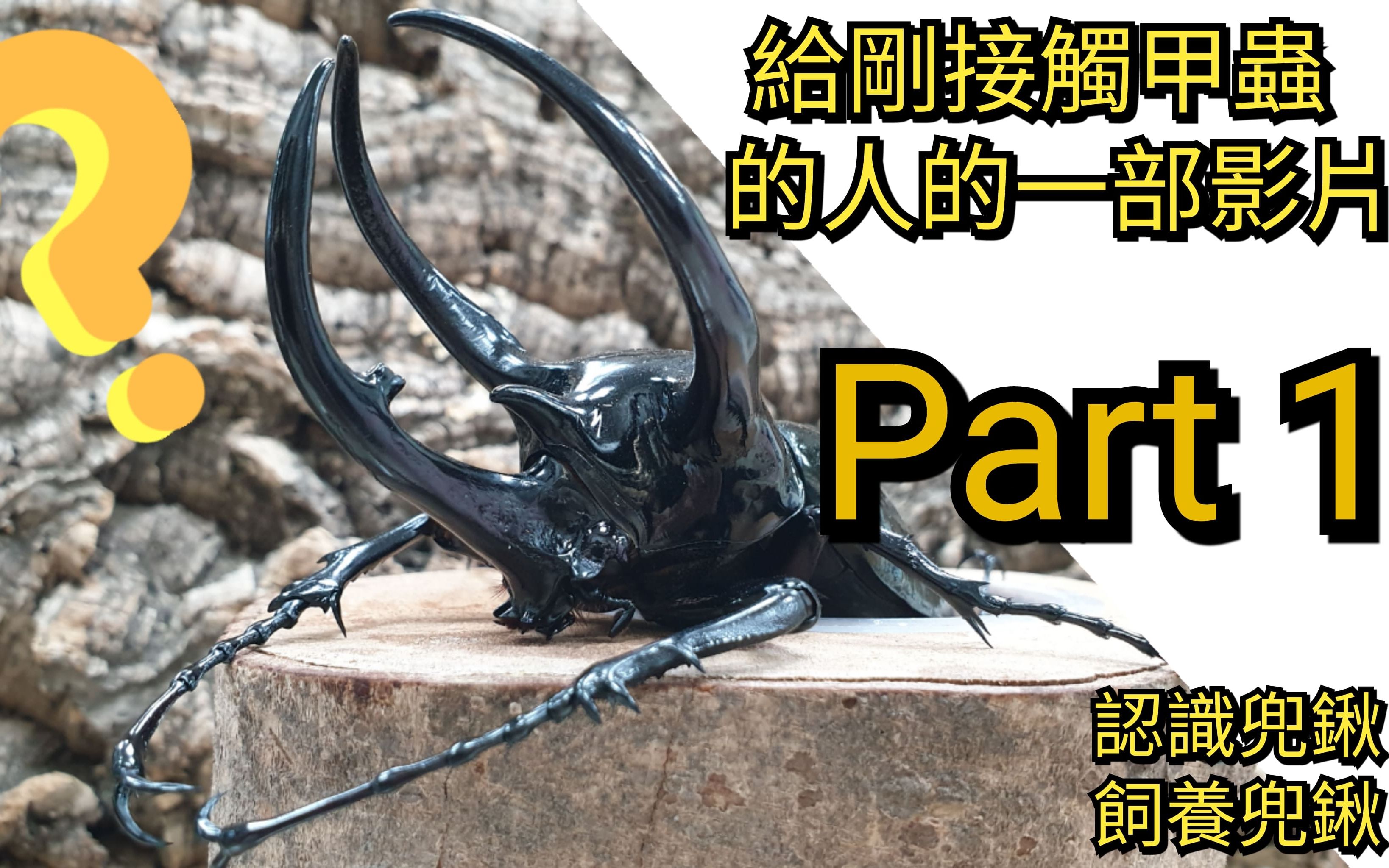 善甲帮给刚接触甲虫的人的一部影片part1