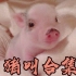 【三万粉福利】新年猪叫合集！