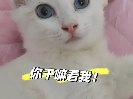 你干嘛看我！