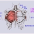 解剖 胸大肌