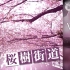 [Phigros] 桜樹街道 (Phigros ver.) - kozato snow【Music】樱树街道原曲