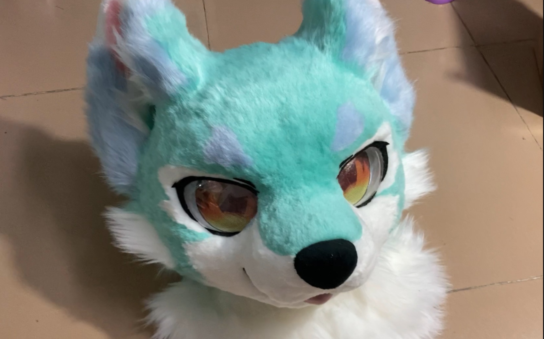 fursuit兽装送给兮夜的生日礼物