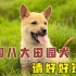 中国八大田园犬，请好好珍惜，老祖宗留下来的才是最好的！