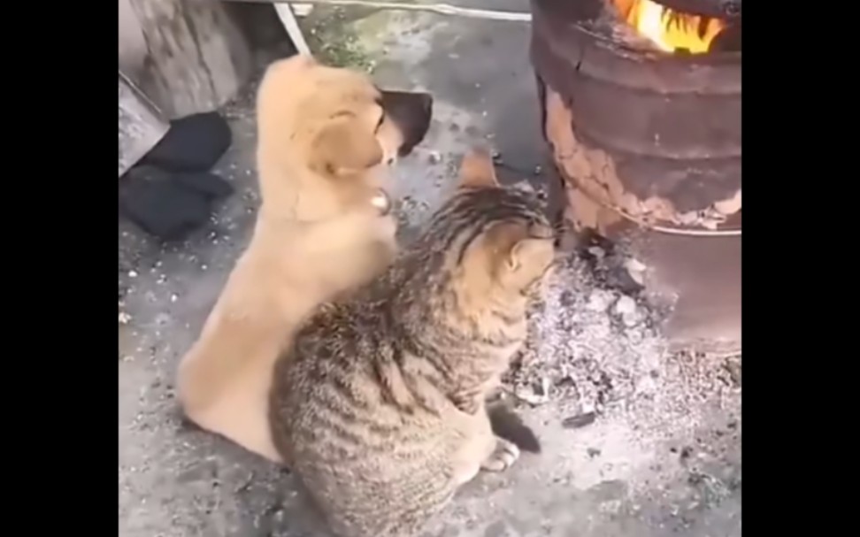 猫 ：我不管！！我就是要烤火！！！
