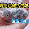 手养鹦鹉雏鸟的方法（卫生