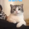 各种网红小猫合集