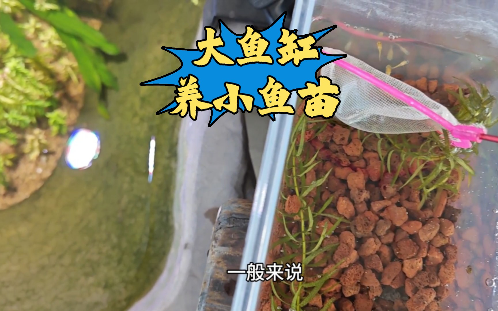 大鱼缸养小鱼苗合适吗？