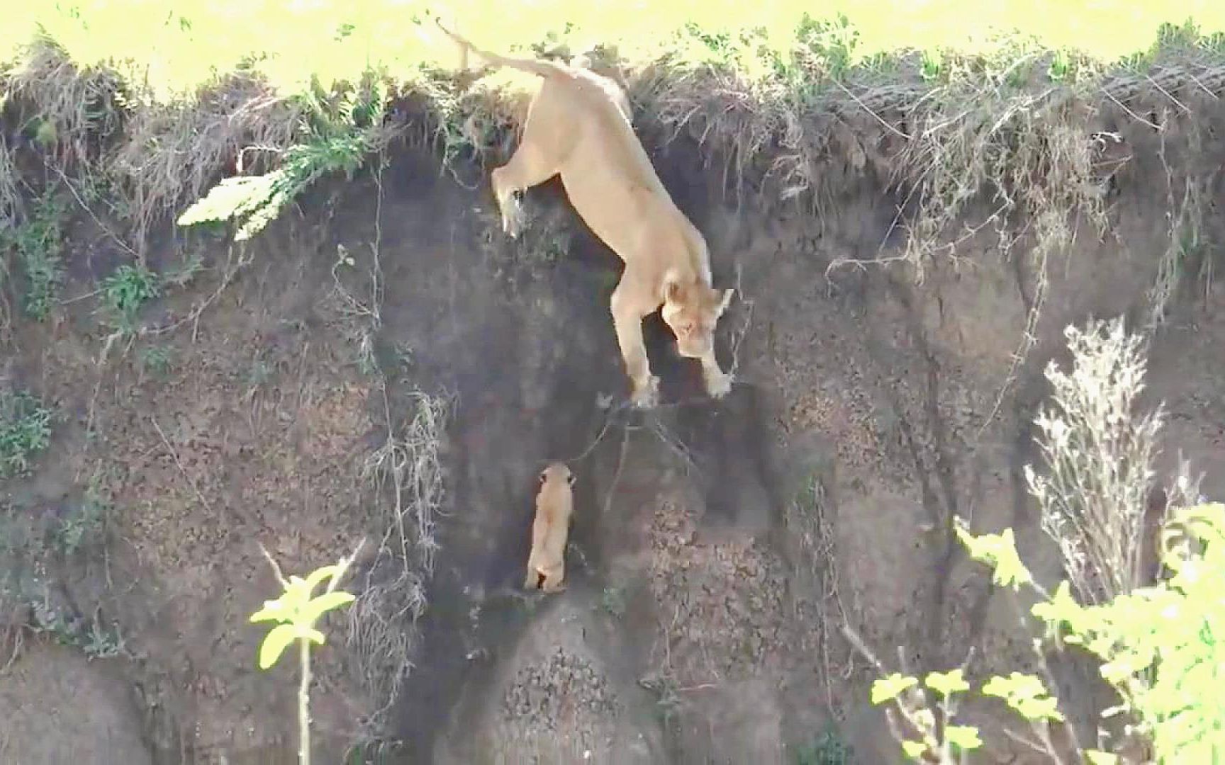 母狮力战雄狮保护幼崽！不料小狮子掉落悬崖，看她如何极限救娃