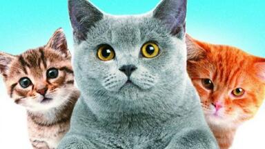 必看猫片《为猫痴狂》第一季 高清  中字全集