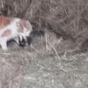 大猫吃小猫