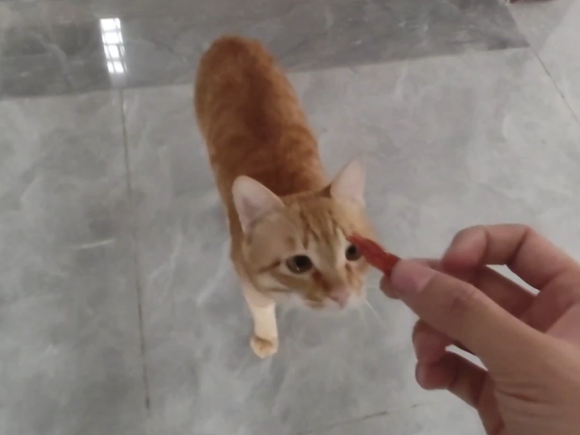 聪明猫
