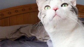 猫咪怎么才能让它吐 c6b4c2c9892864f2e8d7845ba40810dba001177b.jpg@280w_158h_1c_100q.jpg