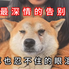 狗肉车上的柴犬与妈妈分别：再也止不住的眼泪，毛孩最深情的告白