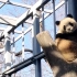【大熊猫胖大海】福星高照，吸收天地之精华