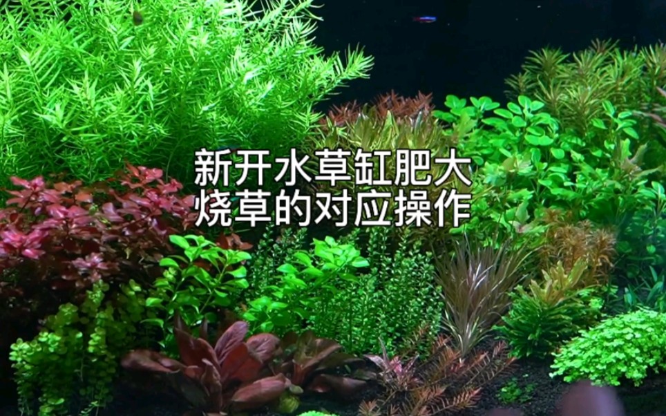 新开水草缸肥大烧草的对应操作