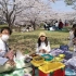 日本樱花满开，带着自制便当，樱花树下野餐
