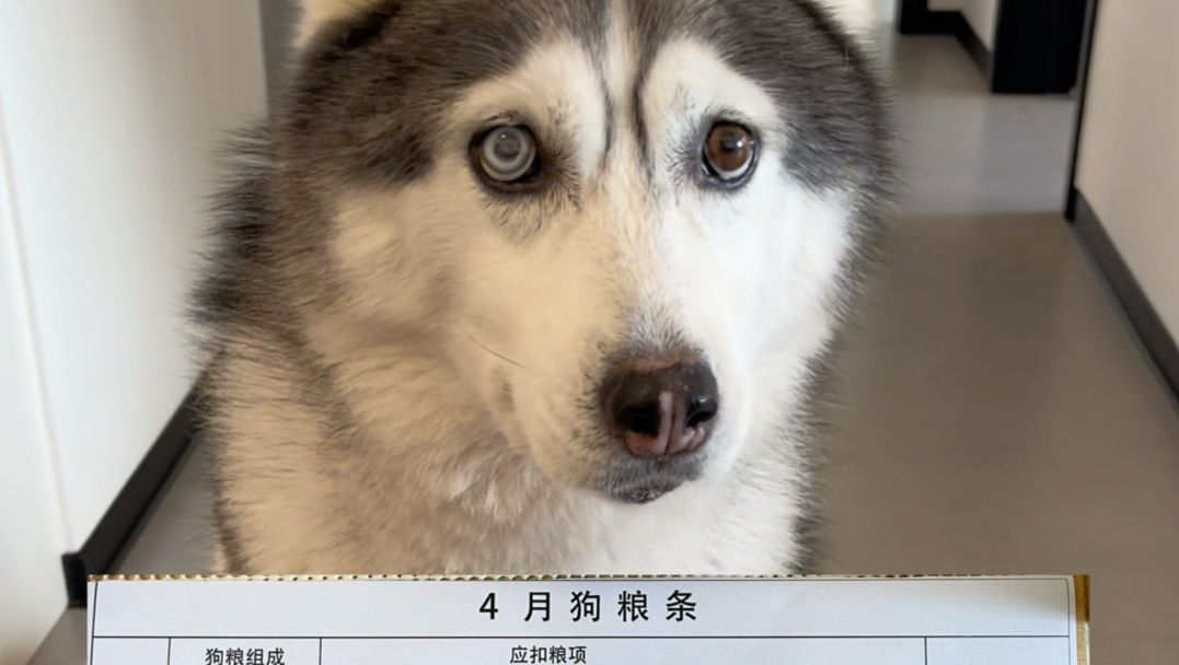 让狗子见识下什么叫社会险恶