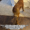 金毛永远都这么暖