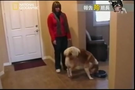报告狗班长_狗语者 077 【驯服攻击型狗狗】 【别靠我太近】