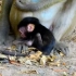因为母猴没有奶水给猴宝宝喝，幼崽饿的直接啃食地上的土幼崽还能活多久