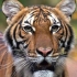 美国纽约市布朗克斯动物园一头母虎对新型冠状病毒测试呈阳性......