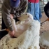 这只小羊光羊毛就几十斤，大叔花5分钟剃完一只累得直喘气