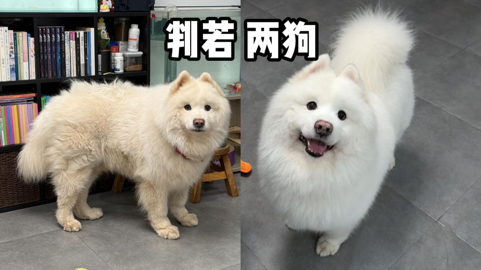 带小羊爬山回来，判若两狗！