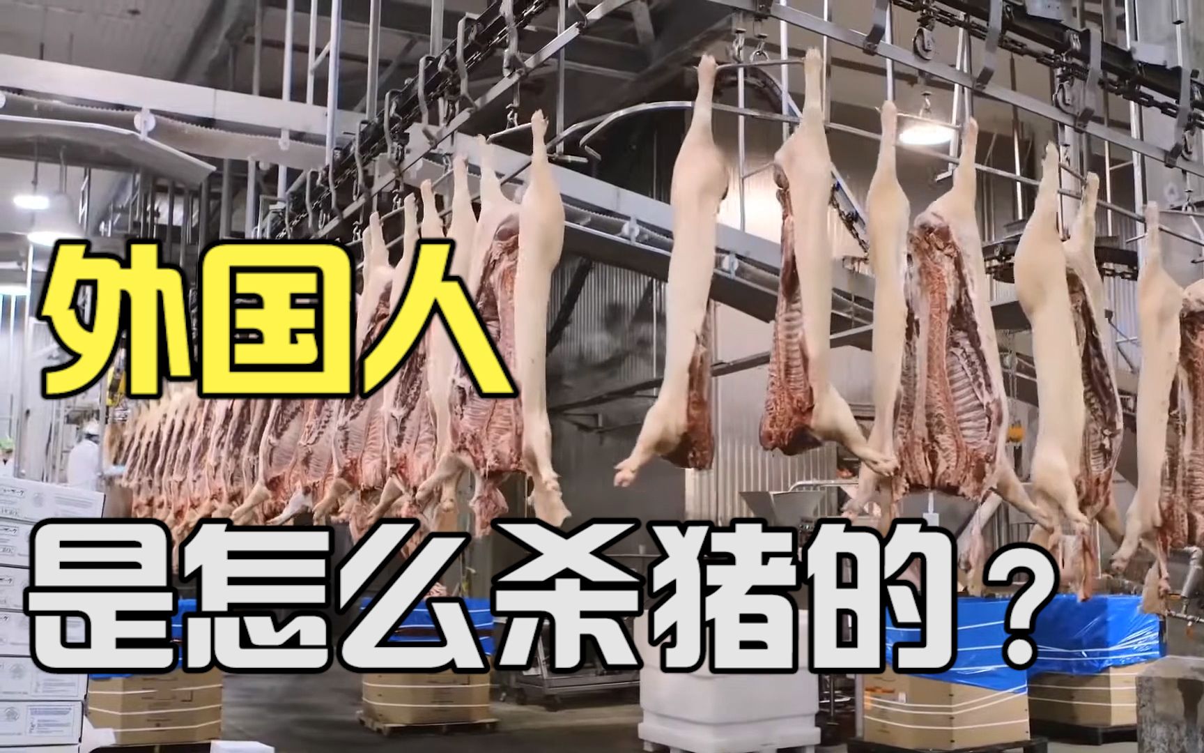 外国人是怎么杀猪的？全自动机械化设备，怪不得外国猪肉这么便宜！