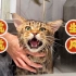 虎年春节洗澡翻新一只长得像“老虎”的缅因猫 祝大家虎年大吉 虎虎生风 如虎添翼！