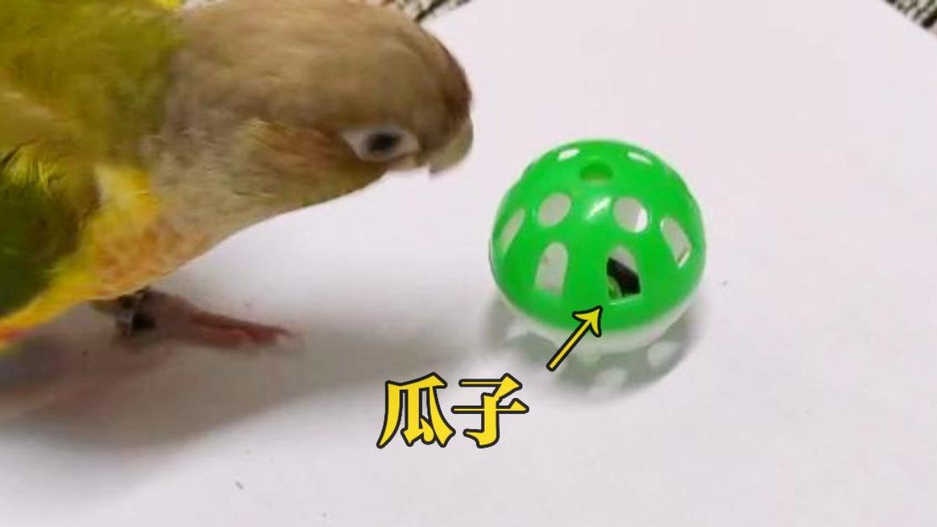 以为很简单的觅食游戏，鹦鹉可以理解原理并优化过程|适合鹦鹉宝宝的觅食小游戏