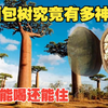 寿命可达5000年的猴面包树，能吃能喝还能住，这树究竟有多神奇
