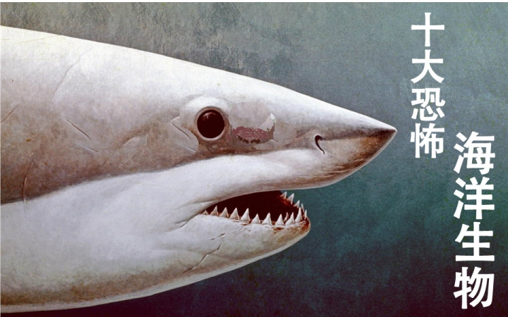 top10大百科:十大恐怖的海洋生物